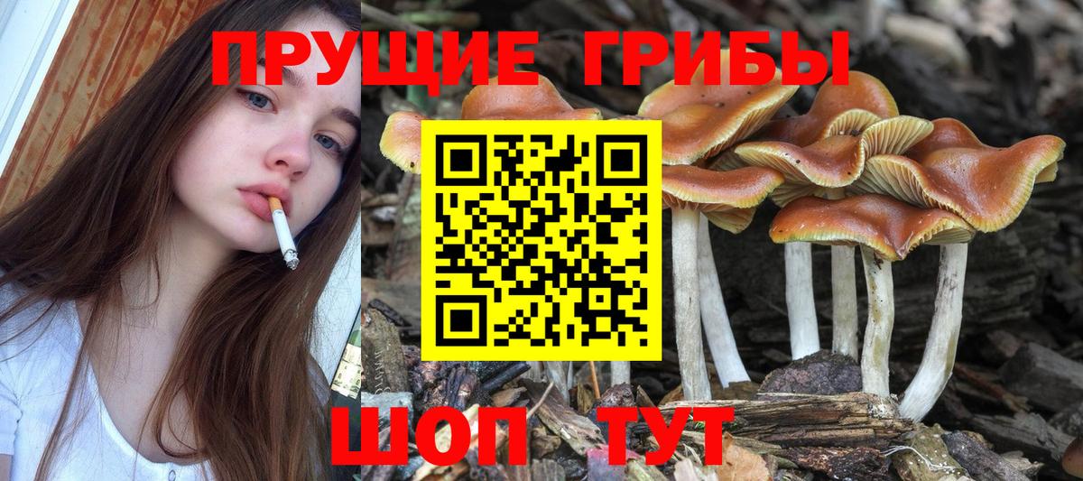 Галлюциногенные грибы Psilocybe Октябрьский